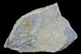 Detailed Ordovician Brittle Star (Ophiura) - Morocco #80252-1